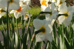 Daffodils-Sunny-46