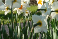 Daffodils-Sunny-47