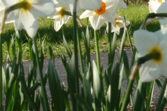 Daffodils-Sunny-48
