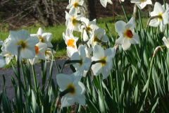 Daffodils-Sunny-49