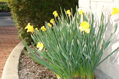 Daffodils-Sunny-5