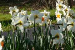 Daffodils-Sunny-50