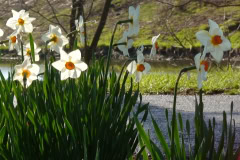 Daffodils-Sunny-51