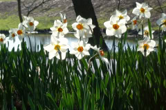 Daffodils-Sunny-52