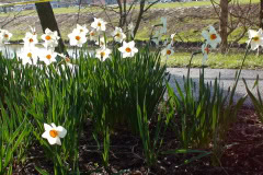 Daffodils-Sunny-54