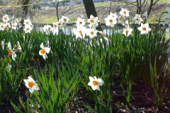 Daffodils-Sunny-56