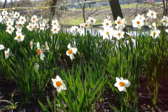 Daffodils-Sunny-57
