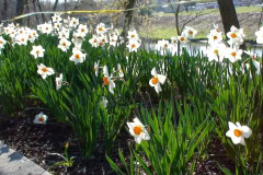 Daffodils-Sunny-58