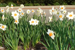 Daffodils-Sunny-59