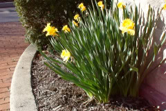 Daffodils-Sunny-6