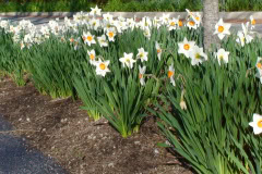 Daffodils-Sunny-60