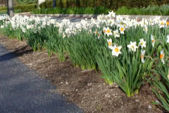 Daffodils-Sunny-61