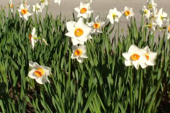 Daffodils-Sunny-62