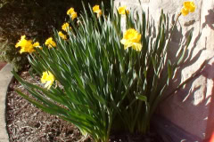 Daffodils-Sunny-7