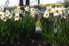 Daffodils-Sunny-9