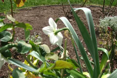 Daffodils-White-11