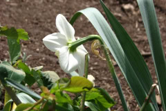 Daffodils-White-12