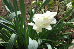 Daffodils-White-13