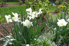 Daffodils-White-2