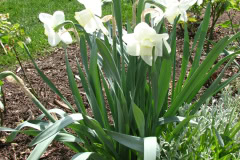 Daffodils-White-3