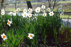 Daffodils-Wow-2