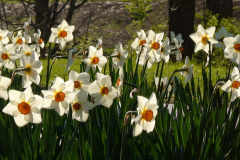 Daffodils-Wow