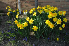 Daffodils-Yellow-and-White-10