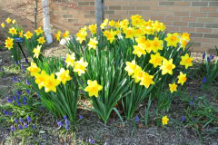 Daffodils-Yellow-and-White-11