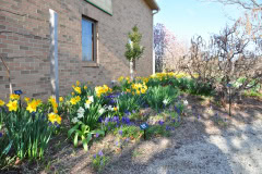 Daffodils-Yellow-and-White-12