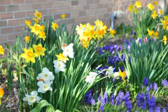 Daffodils-Yellow-and-White-13