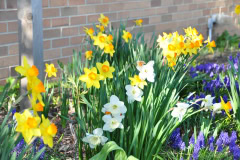 Daffodils-Yellow-and-White-14