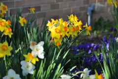 Daffodils-Yellow-and-White-15