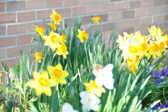 Daffodils-Yellow-and-White-16