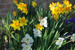Daffodils-Yellow-and-White-17