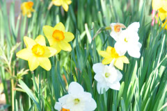 Daffodils-Yellow-and-White-18