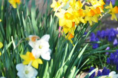 Daffodils-Yellow-and-White-19