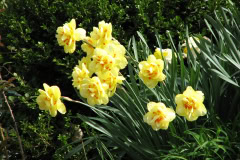 Daffodils-Yellow-and-White-2