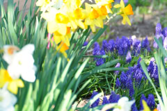 Daffodils-Yellow-and-White-20