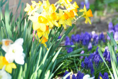 Daffodils-Yellow-and-White-21