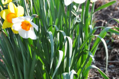 Daffodils-Yellow-and-White-22