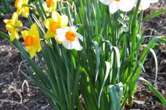 Daffodils-Yellow-and-White-23
