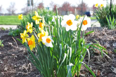 Daffodils-Yellow-and-White-24
