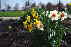 Daffodils-Yellow-and-White-25
