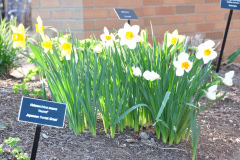 Daffodils-Yellow-and-White-26
