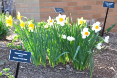 Daffodils-Yellow-and-White-27