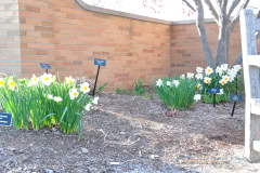 Daffodils-Yellow-and-White-28