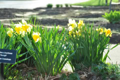Daffodils-Yellow-and-White-29
