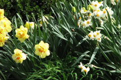 Daffodils-Yellow-and-White-3