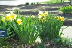 Daffodils-Yellow-and-White-30