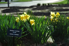 Daffodils-Yellow-and-White-31